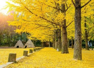 Du lịch Hàn Quốc mùa thu: check in 6 địa điểm đặc sắc nhất 2024 Du lịch Hàn Quốc mùa thu: check in 6 địa điểm đặc sắc nhất 2023