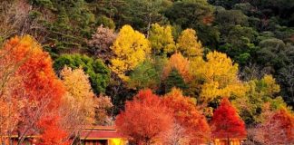 Trang trại Wuling - thiên đường du lịch sinh thái nổi tiếng Đài Loan