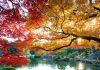 Chiêm ngưỡng vẻ đẹp của vườn quốc gia Shinjuku Gyoen nổi tiếng Nhật Bản